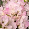 Bougainvillea 'Blush'