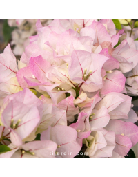 Bougainvillier 'Blush'