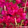 Bougainvillea 'Verone'