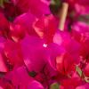 Bougainvillea 'Verone'