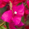 Bougainvillea 'Verone'