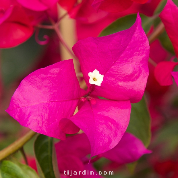 Bougainvillea 'Verone'