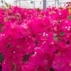 Bougainvillea 'Barbara Rosea'