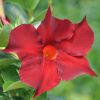 Dipladenia DIAMANTINA® Opale