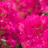 Bougainvillea 'Barbara Rosea'