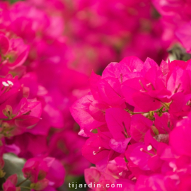 Bougainvillea 'Barbara Rosea'