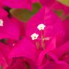 Bougainvillea 'Barbara Rosea'