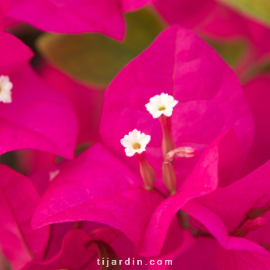 Bougainvillea 'Barbara Rosea'