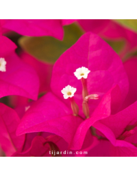 Bougainvillier 'Barbara Rosea'