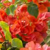 Bougainvillea 'Sundown Orange'