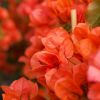 Bougainvillea 'Sundown Orange'