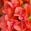 Bougainvillea 'Sundown Orange'