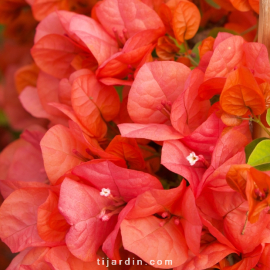 Bougainvillea 'Sundown Orange'