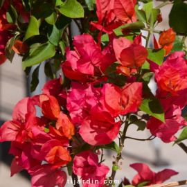 Bougainvillea 'Pitchoune Orange'