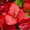 Bougainvillea 'Pitchoune Orange'