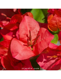 Bougainvillier 'Pitchoune Orange'