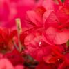 Bougainvillea 'Sharon Wesley'