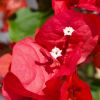 Bougainvillea 'Sharon Wesley'