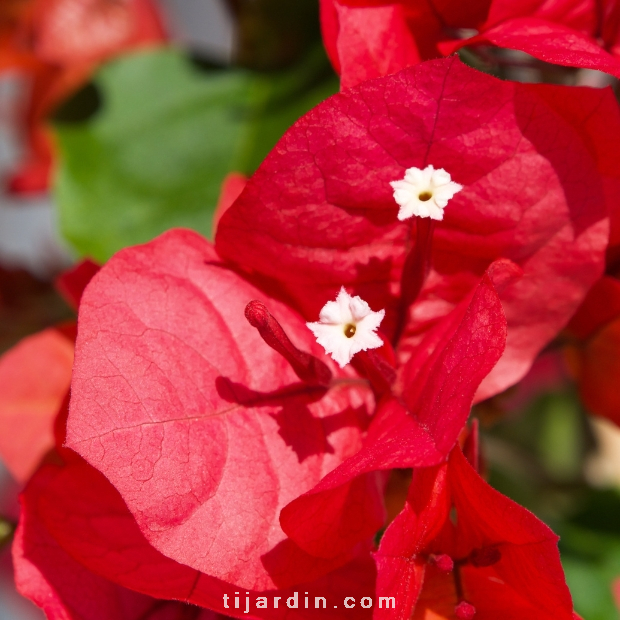 Bougainvillea 'Sharon Wesley'