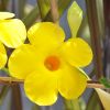 Dipladenia DIAMANTINA® Opale