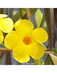 Dipladenia DIAMANTINA® Opale