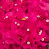 Bougainvillea 'Louisa'