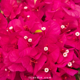 Bougainvillea 'Louisa'