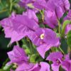 Bougainvillier 'Ville d'Antibes'