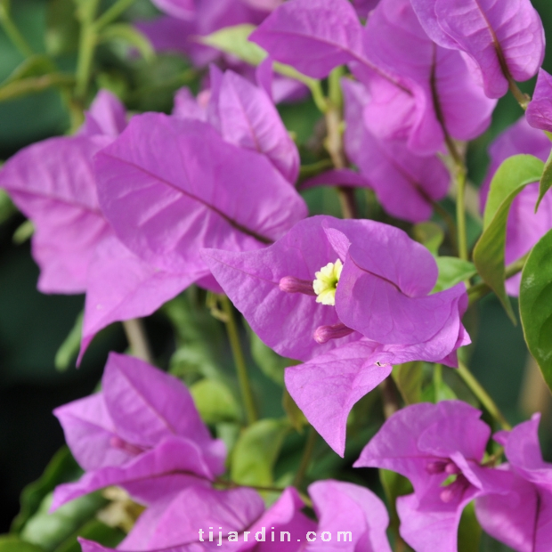 Bougainvillea 'Ville d'Antibes'