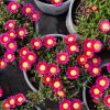 Delosperma Wheels of Wonder