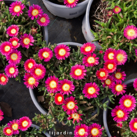 Delosperma Wheels of Wonder