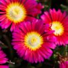 Delosperma Wheels of Wonder