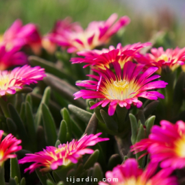 Delosperma Wheels of Wonder