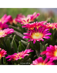 Delosperma Wheels of Wonder