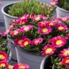 Delosperma Wheels of Wonder