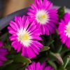 Delosperma Wheels of Wonder