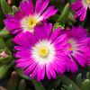 Delosperma Wheels of Wonder