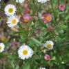 Erigeron 'Karvinskianus'