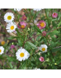 Erigeron 'Karvinskianus'