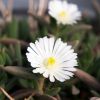 Delosperma Wheels of Wonder