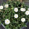 Delosperma Wheels of Wonder