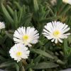 Delosperma Wheels of Wonder