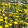 Delosperma Wheels of Wonder