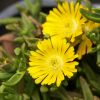 Delosperma Wheels of Wonder