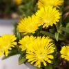 Delosperma Wheels of Wonder