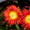 Delosperma Wheels of Wonder