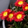 Delosperma Wheels of Wonder