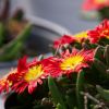 Delosperma Wheels of Wonder