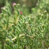 Drosanthemum hispidum violet - Ficoïde "Grain de riz"