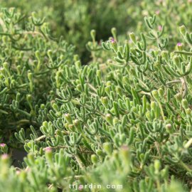 Drosanthemum hispidum violet - Ficoïde "Grain de riz"